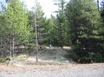 Dense lodge pole forest that typically blankets the caldera fill deposits.