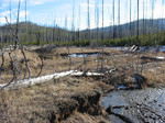 Dense thicket of second growth lodgepole established after the Tower Mountain Fire.