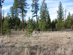 View of Ponderosa pine stand across an open field